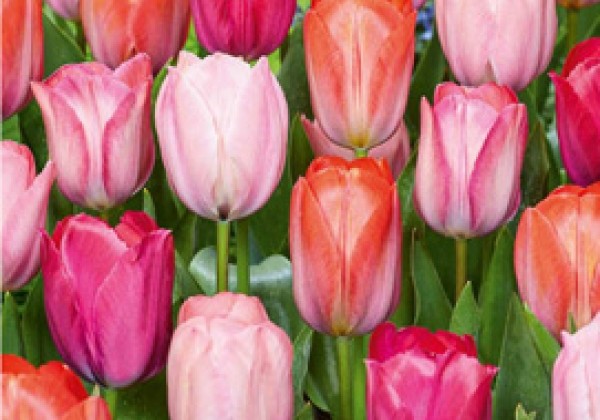 Tulipa, triumfa Positive Vibe 11/12