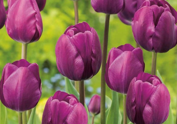 Tulipa, triumfa Purple 11/12