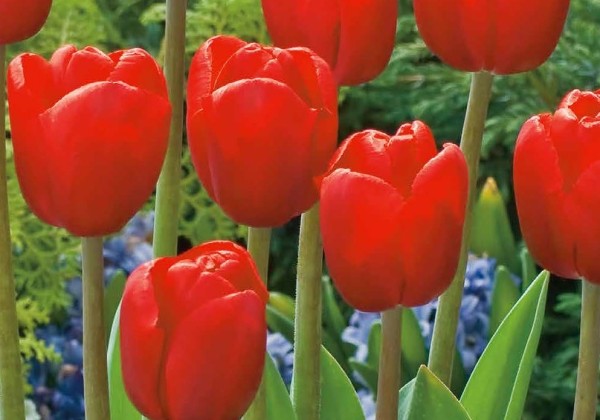 Tulipa, triumfa Triumph Red 11/12