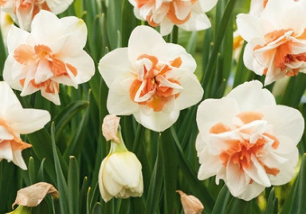 Narcissus, pildītiem z. Replete 10/12