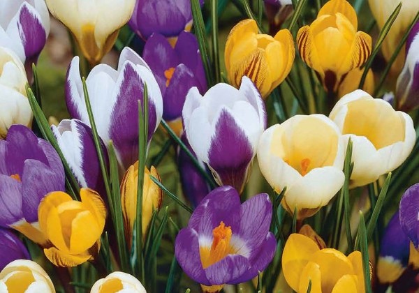 Crocus botanical Mix 5/+