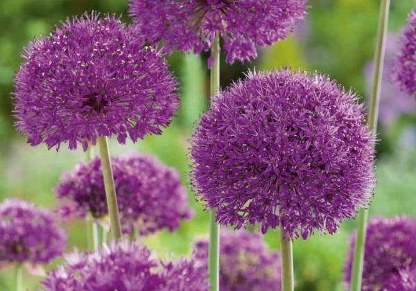 Allium Purple Sensation 10/12
