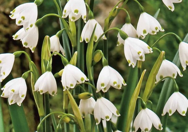 Leucojum aestivum 8/9