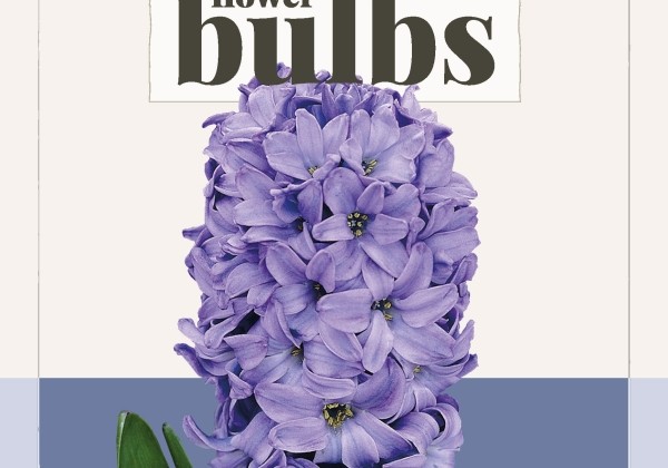 Hyacinthus orientalis Delft Blue (BIO) 14/+