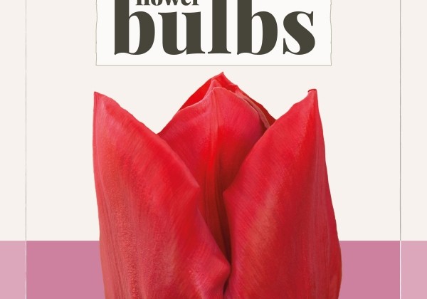 Tulipa, triumfa Curry (BIO) 11/+
