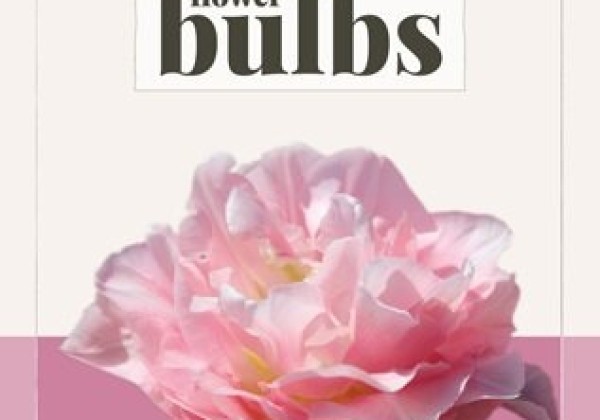 Tulipa, agra, pild. z. Dreamer (BIO) 11/+