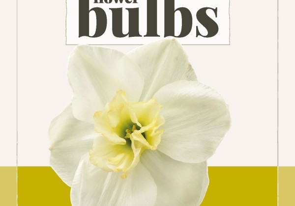 Narcissus, šķeltziedu Papillon Blanc (BIO) 12/14