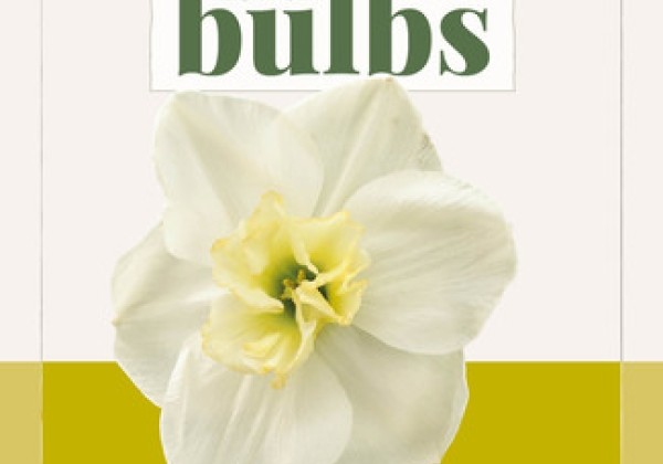 Narcissus, šķeltziedu Papillon Blanc (BIO) 10/12