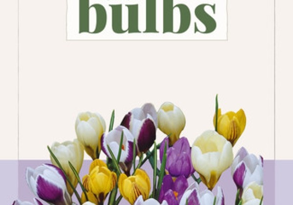 Crocus botanical Species mix  (BIO) 5/+