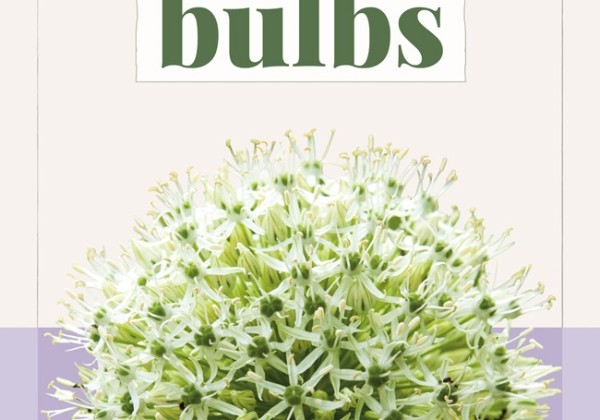 Allium Mount Everest (BIO) 10/12