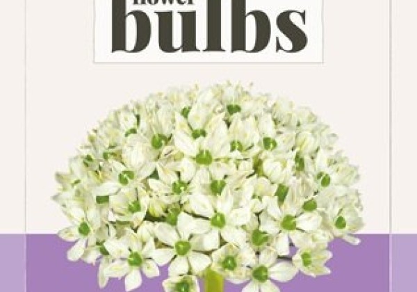 Allium nigrum (multibulbosum) (BIO) 8/+