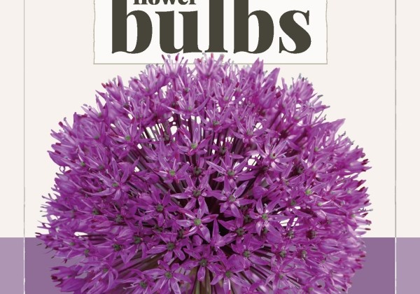 Allium Purple Sensation (BIO) 10/12