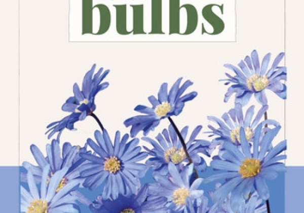 Anemone blanda Blue Shades (BIO) 4/+