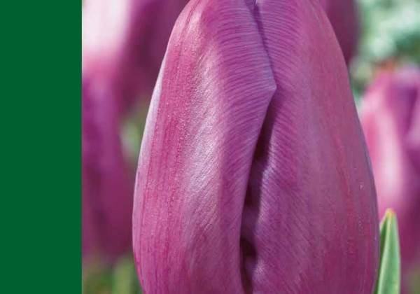 Tulipa, triumfa Triumph Purple 10/11