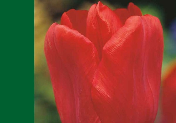 Tulipa, triumfa Triumph Red 10/11