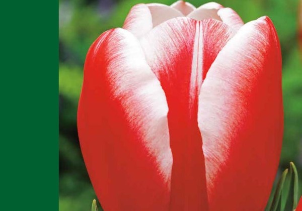 Tulipa, triumfa Triumph Red-White 10/11
