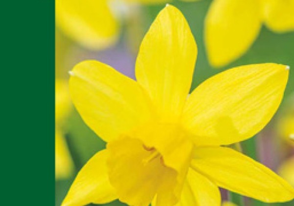 Narcissus, botāniskā Yellow 10/12