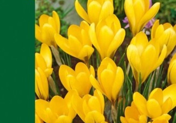 Crocus Yellow 6/7