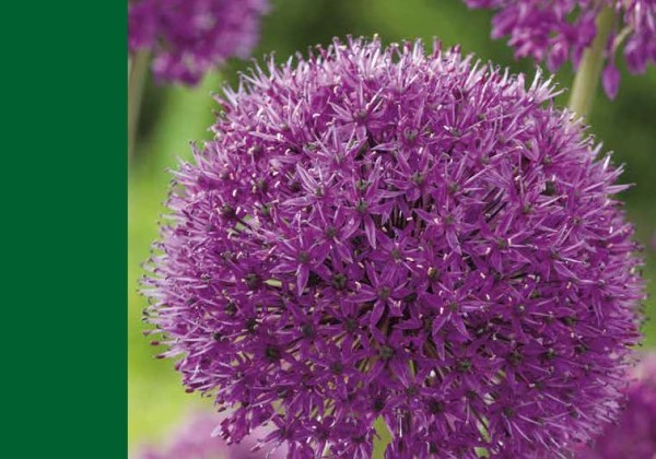 Allium Purple Sensation 10/12