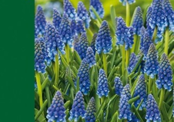 Muscari armeniacum  6/7