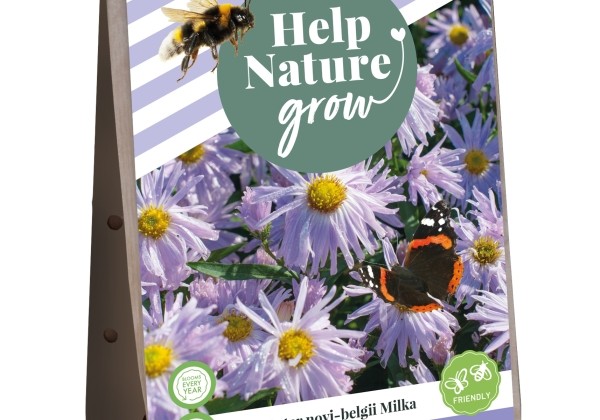 Aster novi-belgii Help Nature Grow - Milka