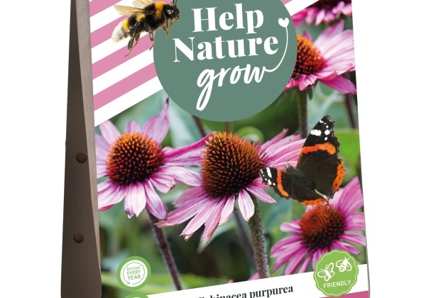 Echinacea purpurea Help Nature Grow - Echinacea