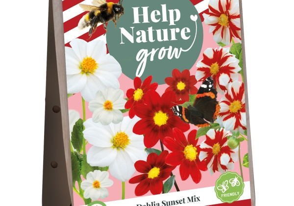 Dahlia hortensis Help Nature Grow - Sunset Mix