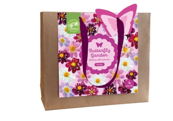 Dahlia hortensis Dahlia Butterfly  Sweets