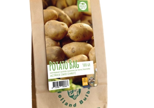 Solanum tuberosum Potatoes Actrice 28/35 (500g)