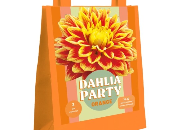 Dahlia hortensis Dahlia Party Orange (2 gb.)