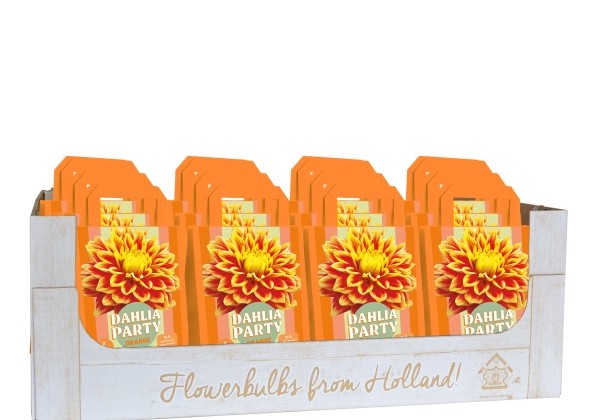 Dahlia hortensis Dahlia Party Orange (kaste + 16 pakas)