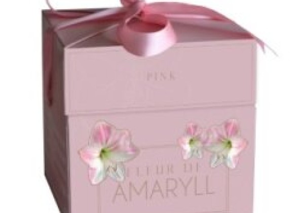 Amaryllis Fleur D'Amaryll Pink (dāvanu kastītē) 28/30