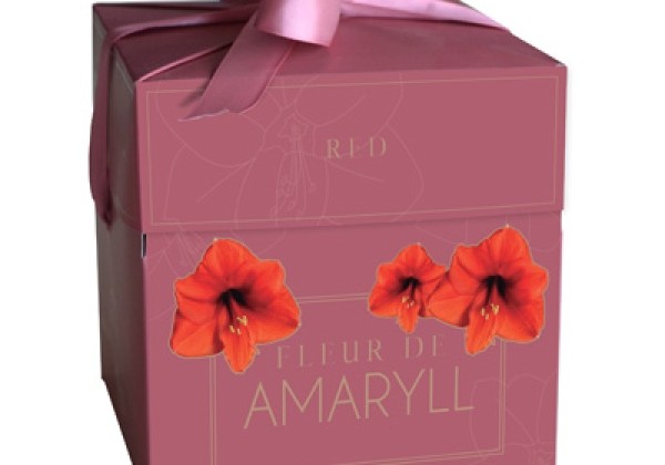 Amaryllis Fleur D'Amaryll Red (dāvanu kastītē) 28/30