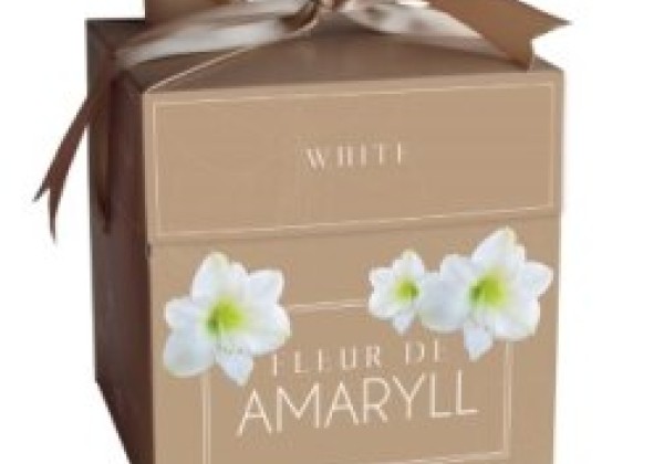 Amaryllis Fleur D'Amaryll White (dāvanu kastītē) 28/30