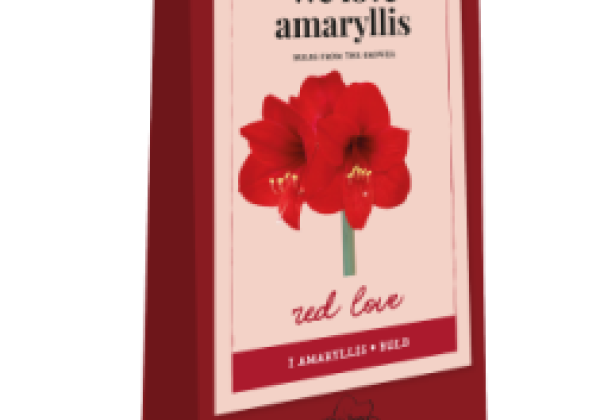 Amaryllis We Love Amaryllis -Red