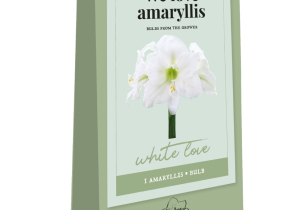Amaryllis We Love Amaryllis -White