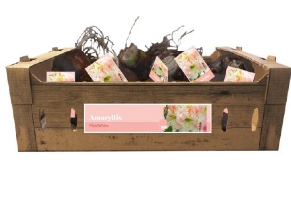 Amaryllis Pink-White (kartona kastē) 32/34