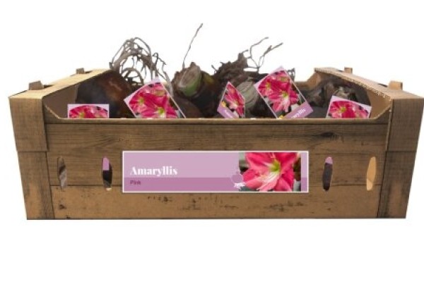 Amaryllis Pink (kartona kastē) 32/34