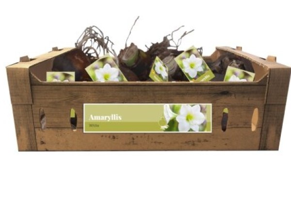 Amaryllis White (kartona kastē) 32/34