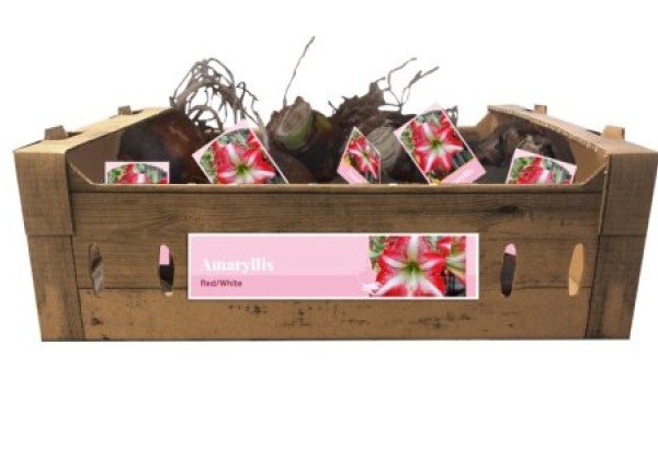 Amaryllis Red-White (kartona kastē) 32/34