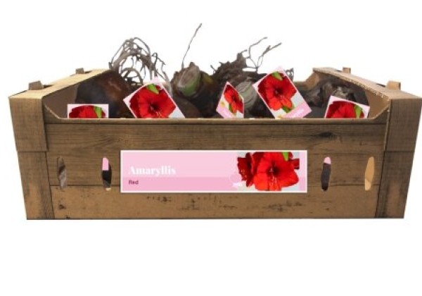 Amaryllis Red (kartona kastē) 32/34