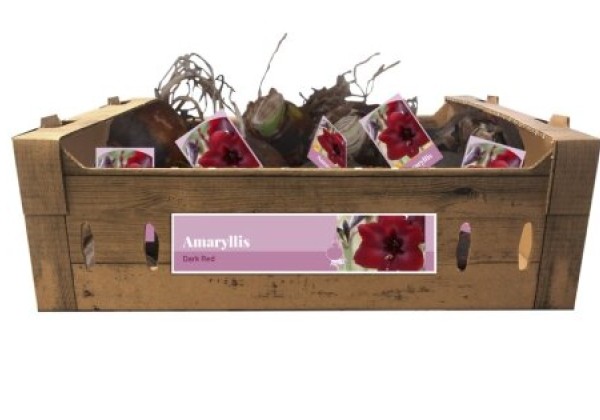 Amaryllis Dark Red (kartona kastē) 32/34