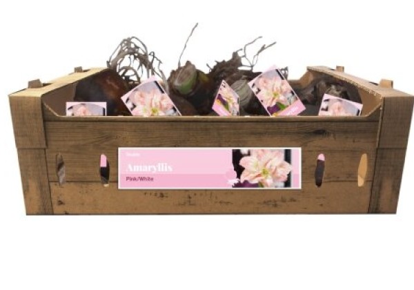 Amaryllis Double Pink-White (kartona kastē) 32/34