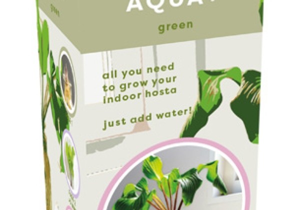 Hosta Aqua-Green With Glass (dāvanu kaste)