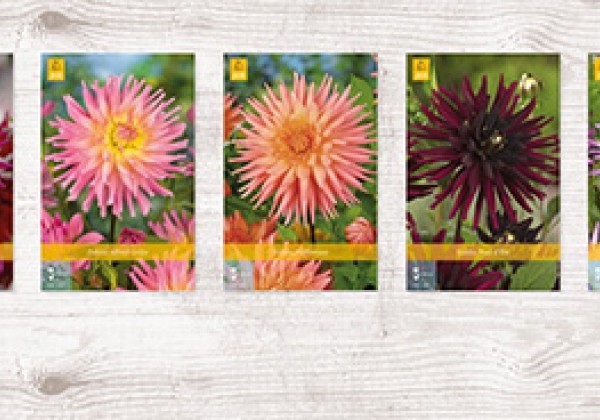 Dahlia hortensis Cactuss  B (75)