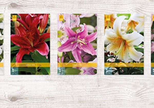 Lilium OR Lilium OR (100)