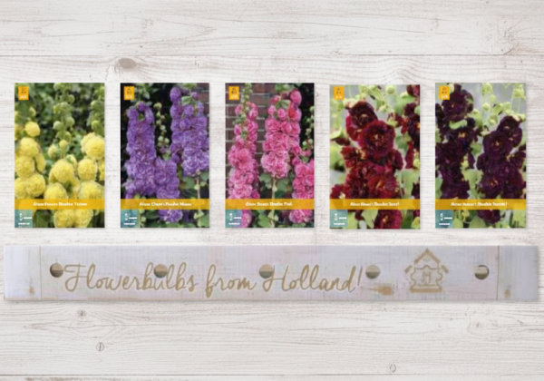 Alcea Rosea Alcea Rosea (75)