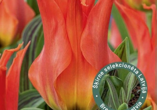Tulipa, Fostera Rīgas Barikades 12/+