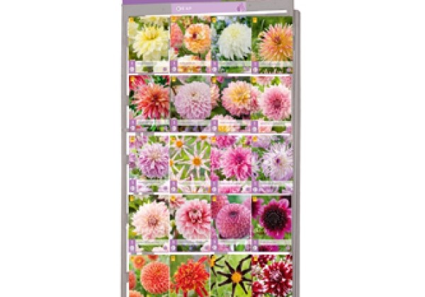 Dahlia hortensis Exclusive Dahlias (stends+ 120 pakas)
