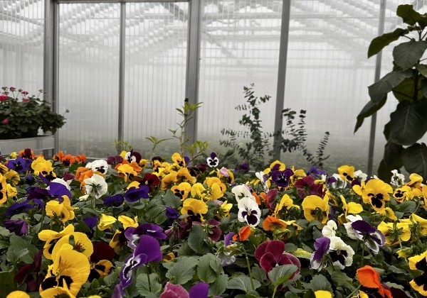 Miglotājs IGEBA CF 1-BM